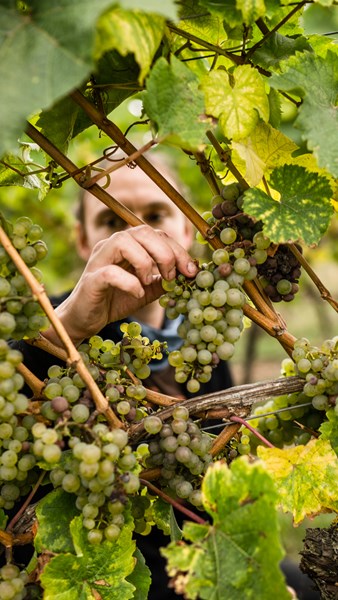 Schlossgut Diel holder til i landsbyen Dorsheim i den øvre delen av Nahe og eiendommen omfatter i dag ca 25 ha vinmark. Det tilsvarer en årlig produksjon på ca 120 000 flasker. 65 % av produksjonen omfattes av riesling. Ellers produseres vin basert på druetypene grauburgunder, weissburgunder, spätburgunder og dornfelder.