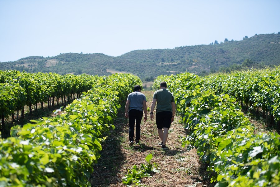 Panayiotis er kjent for å være en av de mest innovative vinprodusentene i Hellas. Med ydmykhet og stort engasjement har han reddet lokale druer fra utryddelse og utforsket bruken av fortidens amforaer i moderne tid, spesielt i deres nye tolkning av Retsina og Roditis Orange Nature.

Alle vinene er sertifisert økologiske, og de følger biodynamiske prinsipper i produksjonen.