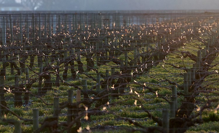 01Automne-Vignes-Mouton-Rothschild1.jpg