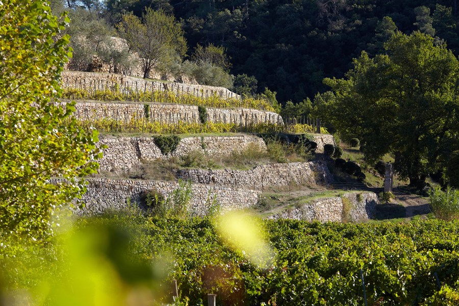 <p>Terroiret hos Ch&acirc;teau Miraval er blant det beste i Provence. Det gj&oslash;res derfor enorme investeringer i form av blant annet grundige geologiske unders&oslash;kelser av jordsmonnet, noe som har avdekket en rekke parseller som er perfekte for kultivering av vindruer. En stor andel nyplantinger gj&oslash;res som vil b&aelig;re frukter til enda bedre vin i fremtiden.&nbsp;</p>
<p>Miraval Ros&eacute; kommer blant annet fra slottets beste parseller Muriers, Longue og Romarin, som er noen av de beste terroirene i Provence. Vinmarkene best&aring;r av leire og kalkstein, og befinner seg p&aring; til dels eldgamle terrasser ved 350 meter over havet. Dette er et kj&oslash;lig mikroklima med stor temperaturvariasjon mellom natt og dag, noe som fremmer aromakompleksitet i druene.</p>