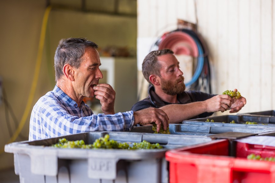 <p>Perseval-Farge holder til i Chamery, en liten premier cru-kommune i hjertet av Montagne de Reims, hvor vinmarkene er anlagt i amfiteaterlignende skr&aring;ninger, gjerne kalt Chamery Circus, noe som betyr at det er en del variasjon i soleksponeringen. De fleste parsellene befinner seg mellom nord&oslash;stlig til nordvestlig eksponering. Jordsmonnet er dominert av sand og leire, som i samspill med den nordlige eksponeringen gir en karakteristisk salinitet og friskhet til vinene.</p>
<p>Familien har 4,5 hektar med vinmarker i kommunen og dette er fordelt p&aring; seks relativt store parseller. Beplantningene best&aring;r av 40 prosent chardonnay, 35 prosent pinot noir, 15 prosent meunier, samt 10 prosent av de historiske druene pinot gris, petit meslier og arbanne, som benyttes til vinen Les Goulats. Vinmarkene ble sertifisert &oslash;kologisk i 2022, men siden vinene f&oslash;rst slippes p&aring; markedet etter lang lagring er det fremdeles noen &aring;r til vi kommer til &aring; se det &oslash;kologiske merket p&aring; flaskene.</p>