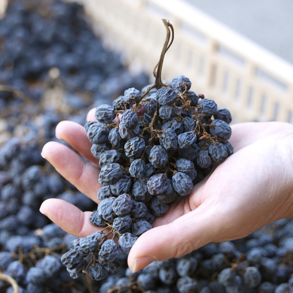 <p>Under ledelse av br&oslash;drene Francesco, Giovanni, Matteo Allegrini, og deres kusine Silvia, st&aring;r Allegrini for en filosofi som forener tradisjon med innovasjon. Deres dedikasjon til &aring; bevare familiearven og de lokale tradisjonene, i kombinasjon med en vilje til &aring; utforske nye veier, etablerer dem som en ledestjerne i vinproduksjonen i Veneto. Med et spekter fra den lettdrikkelige og fruktige Valpolicella til den komplekse og rike Amarone, opprettholder Allegrini et konsekvent fokus p&aring; kvalitet, produktutvikling og innovasjon i prosesser, som uttrykker deres forpliktelse til vinproduksjon og markedsutvikling.</p>