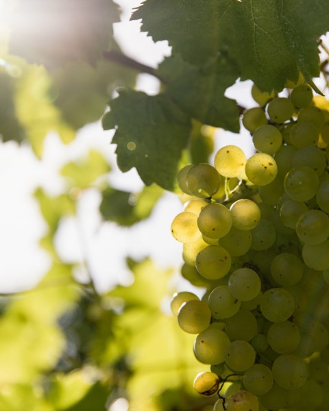 Even Keel er viner laget av Sam Coverdale i samarbeid med vinbønder og nøye utvalgte vinstokker i regioner langs sørøstkysten av Australia, inkludert Tumbarumba i New South Wales. Vinene produseres ved Even Keels hjem på Mornington Peninsula. Polperro, den førsteklasses enkeltvinmarks-etiketten til Even Keel, dyrkes og tas vare på av Sam Coverdale, Brent Osbourne (assisterende vinmaker og vinmarksforvalter), og deres team på Mornington Peninsula, ved hjelp av en blanding av økologiske og biodynamiske prinsipper.
