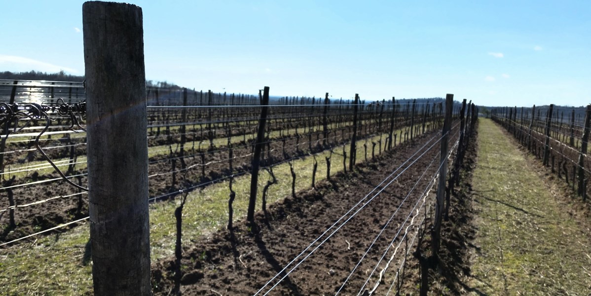 <p>Santa Catarina-&aring;sene og n&aelig;rheten til havet gir Rosazzo et unikt mikroklima med en lett bris, mer sol og mindre regn enn de omkringliggende omr&aring;dene, noe som gj&oslash;r omr&aring;det perfekt for vindyrking. Ponca jordsmonnet (eocen mergel) har optimal drenering, og gir b&aring;de r&oslash;de og hvite viner en fast og elegant karakter.</p>