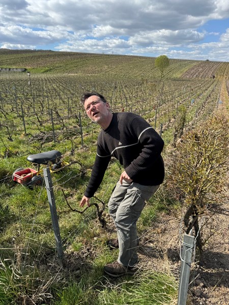 <p>Druene h&oslash;stes ved en potensiell alkohol p&aring; rundt 11-11,5 prosent; nok til &aring; gi god fruktkonsentrasjon, men ikke for mye til &aring; miste friskhet og presisjon. I kjelleren arbeides det med pneumatisk pressing, og mosten gjennomg&aring;r en uvanlig kort bunnfallssedimentering f&oslash;r vinifikasjonen starter, noe som gir en fermentering med h&oslash;yt innhold av solide partikler og som gir relativt reduktive baseviner. Til fermenteringen benyttes <em>pied de cuve</em>, hvilket inneb&aelig;rer at det lages en startkultur av gj&aelig;r fra drueklaser som h&oslash;stes noen dager f&oslash;r selve innh&oslash;stingen. S&eacute;bastien bruker druer fra alle vinmarkene for &aring; f&aring; st&oslash;rst mulig mangfold av gj&aelig;rstammer. Druene knuses og begynner en spontanfermentering, som s&aring; tilsettes i resten av mosten. Dette er da en kontrollert m&aring;te &aring; jobbe med villgj&aelig;r p&aring;. Fermenteringen og lagringen foreg&aring;r p&aring; 5-15 &aring;r gamle eikefat fra Cadus og den malolaktiske gj&aelig;ringen fullf&oslash;res. Vinene er ikke filtrert og det jobbes med lav tilsetning av sulfitt, avhengig av cuv&eacute;e og &aring;rgang. Hvert enkelt av de 300 eikefatene i kjelleren smakes jevnlig. Dersom et fat utvikler seg oksidativt r&oslash;res bunnfallet om for &aring; dytte det i en mer reduktiv fase, og dersom dette ikke er nok tilsettes sm&aring; mengder sulfitt. Alle vinene ender opp med under 15 mg/L sulfitt. Andregangsgj&aelig;ringen finner sted med litt mindre sukker enn normalt, som gir viner med 5 bars trykk. Det tilsettes lite eller ingen <em>dosage</em>.</p>