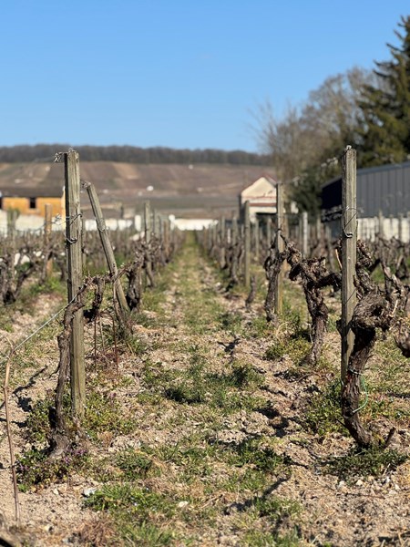 <p>Doyard-familien har v&aelig;rt involvert i druedyrking i Champagne siden 1677. Den moderne eiendommen ble etablert da Maurice Doyard begynte &aring; produsere egen vin i 1927. Eiendommen ble overtatt av Yannick Doyard i 1981, og han ble s&aring; assistert av sin s&oslash;nn Charles fra 2006. Dessverre gikk Charles br&aring;tt bort i 2017, og eiendommen er n&aring; ledet av Charles sin bror, Guillaume Doyard.</p>