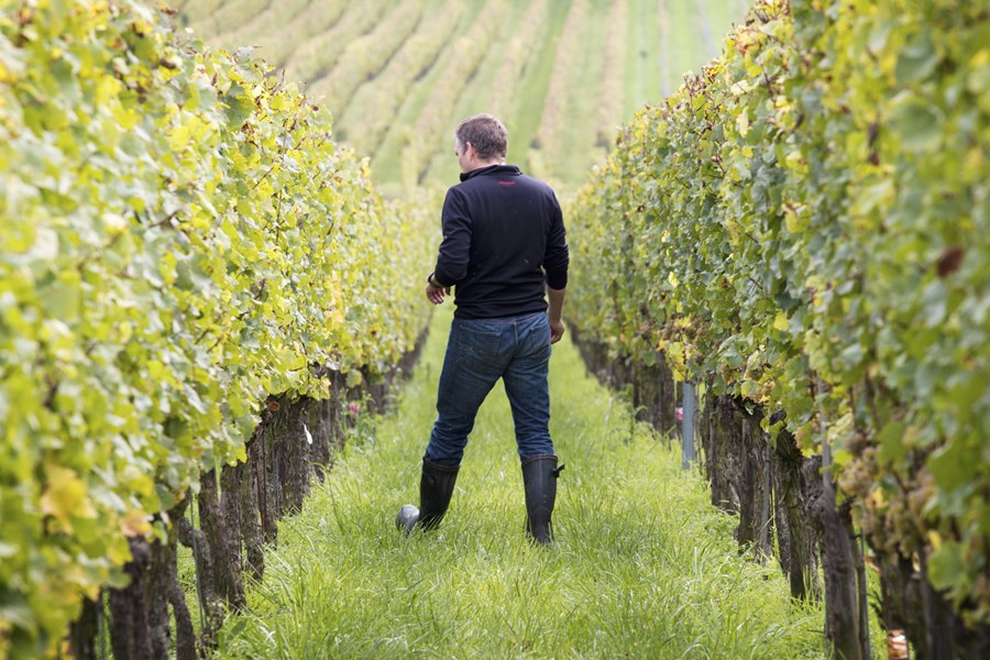 <p>Det tradisjonelle bildet av Tyskland er for en stor del formet av regionene Rheingau og Mosel, der de mest kjente landsbyene og vinmarkene har v&aelig;rt dyrket regelmessig siden 1200-tallet. Slik sett er Tyskland et gammelt vinland, et av de eldste i verden. Men det er samtidig omr&aring;der av Tyskland som stadig er forunderlig ukjent for andre enn de dedikerte og interesserte. For 20 &aring;r siden var det ikke mange som snakket om Nahe som kvalitetsregion, det var lite snakk om vinmarkene som i dag er blitt ber&oslash;mte takket v&aelig;re produsenter som Emrich-Sch&ouml;nleber, D&ouml;nnhoff og Sch&auml;fer-Fr&ouml;hlich. Situasjonen i Rheinhessen er i dag omtrent den samme som for Nahe for ca 20 &aring;r siden.</p>