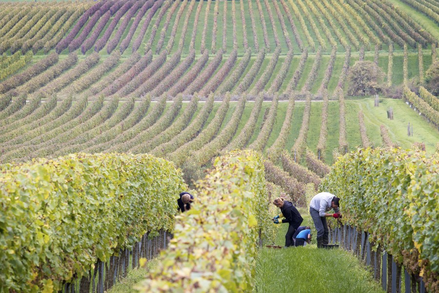 <p>Alle som har kj&oslash;rt gjennom de dramatiske landskapene og kastet et blikk p&aring; de bratte hengene i deler av Rheingau og Mosel, forst&aring;r intuitivt at slike steder m&aring; produsere vin med usedvanlige egenskaper. Rheinhessen er en region som bare i begrenset grad har slike i&oslash;ynefallende dramatiske lokaliseringer. Det n&aelig;rmeste er de mange bratte vinmarkene langs Rheinfront mellom Nierstein og Oppenheim. Monoton b&oslash;lgende regelmessighet og mangel p&aring; oppsiktsvekkende landskapsformasjoner er i grunnen mer karakteristisk for vinmarkenes beliggenhet i Rheinhessen, som i dag med god begrunnelse regnes for &aring; v&aelig;re blant Tysklands mest innovative og interessante vinomr&aring;der.</p>
<p>En av de viktigste &aring;rsakene til dette heter Weingut Wittmann, som i de siste &aring;rene har h&oslash;stet mye anerkjennelse i internasjonal presse. F&aring; produsenter i Tyskland lager i dag bedre t&oslash;rre rieslinger i en konsentrert fruktig, syrlig og klar vinstil enn Wittmann. Familien har v&aelig;rt virksomme i Westhofen i den sydlige delen av Rheinhessen siden 1663, men dagens h&oslash;ye reputasjon m&aring; kunne sies &aring; bygge p&aring; utviklingen i de siste 15 siste &aring;rene. I dag deles arbeidsoppgavene p&aring; eiendommen mellom Guenter, Elisabeth og s&oslash;nnen Phillip. Eiendommen er n&aring; p&aring; ca 25 hektar med en total produksjon p&aring; ca 150 000 flasker. Andelen riesling ligger p&aring; 35%, ellers dyrkes 16% m&uuml;ller-thurgau og 10% sylvaner, 10% weissburgunder og ca 30% andre druesorter.</p>