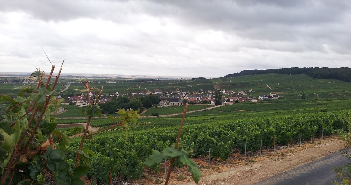 2015 07 27 Village de Oger vu du vignoble des Champagne SANGER a Avize.jpg
