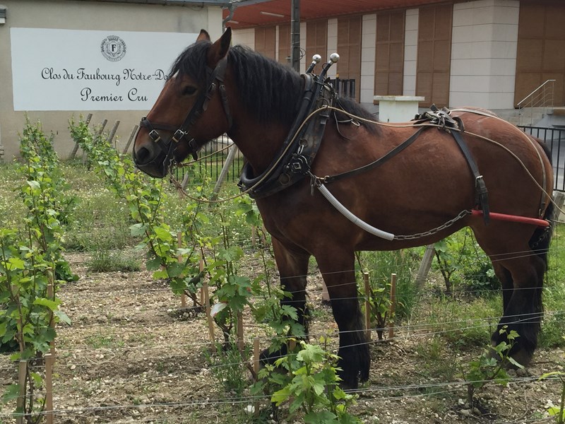 <p>Veuve Fourny eier 12 hektar med vinmark fordelt p&aring; 40 parseller, og leier ytterligere 7 hektar fra venner og familie, samtlige i premier cru-kommunen Vertus. Plantene har en gjennomsnittsalder p&aring; over 40 &aring;r. Produsenten gir dermed et glimrende bilde av terroiret i kommunen.</p>
<p>Vertus ligger like s&oslash;r for Le Mesnil-sur-Oger. Landsbyens terroir kan deles i to. Vinmarkene i den nordlige delen ved Le Mesnil er kalkholdige med skrinn toppjord, som gir fokuserte, intense og salte viner. De fleste av Veuve Fournys parseller ligger i denne delen, inkludert de som danner grunnlaget for deres Blanc de Blancs Brut Nature, i omr&aring;det Les Monts Ferr&eacute;s, mens &aring;rgangsvinen og den fatlagrede Cuv&eacute;e R kommer fra vinmarken &laquo;Les Barill&eacute;es&raquo;.</p>
<p>Den s&oslash;rlige delen av kommunen har derimot dypere jordsmonn med mer leire, og i tillegg gj&oslash;r skr&aring;ningen en vending som gir s&oslash;r&oslash;stvendt eksponering, i motsetning til den nordlige delens noe kj&oslash;ligere &oslash;stvendte orientering. Vinene herfra har typisk en tettere og rundere karakter, og det dyrkes faktisk sm&aring; mengder pinot noir, en sjeldenhet i C&ocirc;te des Blancs. Fra dette omr&aring;det har Veuve Fourny vinmarken &laquo;Les Rougesmonts&raquo;, en bratt, &oslash;stvendt parsell med r&oslash;d leirejord. Pinot noir-druene herfra benyttes til domainets &aring;rgangsros&eacute;, som vinifiseres p&aring; <em>saign&eacute;e</em>-metoden.</p>
<p>Clos Faubourg Notre Dame er en liten, s&oslash;r&oslash;stvendt parsell p&aring; 0,29 hektar som ligger i selve landsbyen. Toppjorden er bare 30-40 centimeter dyp over kalkgrunnen. I denne parsellen benyttes det <em>mulching</em>, som inneb&aelig;rer at overflaten dekkes med et lag av str&aring; og bark for &aring; begrense fordamping av vann og tilf&oslash;re n&aelig;ring til plantene. Vinstokkene fra 1951 gir lave utbytter med ekspressive druer, som kombinert med vinifikasjon p&aring; eikefat og 9 &aring;rs bunnfallslagring p&aring; flaske produserer en konsentrert, moden og kompleks champagne. Det produseres bare 1 000-1 200 flasker i spesielt gode &aring;rganger.</p>
<p>Fra og med 1996 har vinmarkene v&aelig;rt drevet med h&oslash;y grad av bevissthet knyttet til de ulike vinmarkenes jordsmonnsmessige egenart. Br&oslash;drene vektlegger s&aelig;rlig den store andelen gamle vinstokker, som gir vin med sterk stedegen karakter. Arbeidet i vinmarkene foreg&aring;r i dag i samsvar med &oslash;kologiske virkemidler, samt visse eksperimenter med biodynamiske metoder, men uten sertifisering. Det plantes <em>cover crops</em> for &aring; &oslash;ke vinmarkenes biodiversitet og pl&oslash;yes mellom radene for &aring; ventilere jorden.</p>