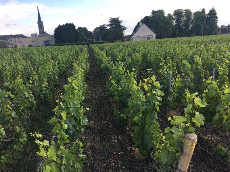 <p>Opprinnelsen til Sanger var de velst&aring;ende champagne-n&eacute;gociantene Louise-Eugenie og Jules-Arthur Puisard, som testamenterte hele eiendommen sin p&aring; &eacute;n betingelse: at den skulle gj&oslash;res om til en utdanningsinstitusjon for champagneprodusenter. Skolen, som i dag heter Avize-Viticampus, ble opprettet i 1927 av de franske myndighetene og har blitt en sentral utdanningsinstitusjon for champagne-&oslash;nologi.</p>
<p>De har siden starten utvidet vinmarksarealet og har i dag 10 hektar egne vinmarker, utelukkende Chardonnay i grand cru-parseller i C&ocirc;te des Blancs.</p>
<p>For at skolen skulle kunne ekspandere og utvikle seg bestemte 16 tidligere studenter, de fleste fra Montagne de Reims, sammen med deres tidligere l&aelig;rere, &aring; opprette kooperativet Champagne Sanger. I 1952 var huset Sanger etablert i Avize, rett ved skolens vinmarker.</p>
<h3>Annerledes kooperativ</h3>
<p>Sanger er alts&aring; et kooperativ, men det har lite til felles med tradisjonelle kooperativer. 70 prosent av vinene kommer fra skolens egne grand cru-vinmarker p&aring; 10 hektar, og de resterende 30 prosentene, cirka 4 hektar, fra medlemmenes vinmarker. Det er fortsatt kun 16 medlemmer i det lille koperativet. Overskuddet fra produksjonen investeres tilbake i skolens virksomhet.</p>