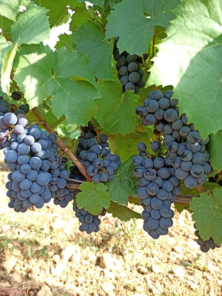 Chasselay bruker ingen kunstgjødsel eller kjemiske sprøytemidler i vinmarkene - som i stedet fulle av planter og blomster som øker det biologiske mangfoldet, motvirker erosjon, beskytter mot sykdommer hos vinplantene og bevarer dyre- og insektslivet i vinmarkene. Chasselay bruker også flere biodynamiske teknikker, og er generelt opptatt av å lytte til naturen og det den forteller dem.