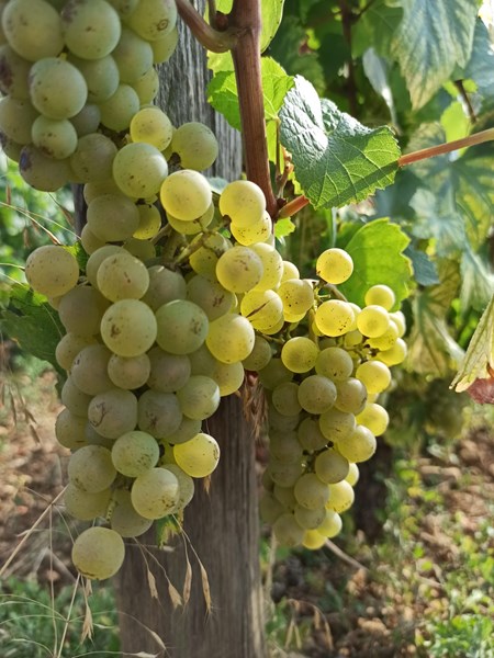 Chasselay bruker ingen kunstgjødsel eller kjemiske sprøytemidler i vinmarkene - som i stedet fulle av planter og blomster som øker det biologiske mangfoldet, motvirker erosjon, beskytter mot sykdommer hos vinplantene og bevarer dyre- og insektslivet i vinmarkene. Chasselay bruker også flere biodynamiske teknikker, og er generelt opptatt av å lytte til naturen og det den forteller dem.