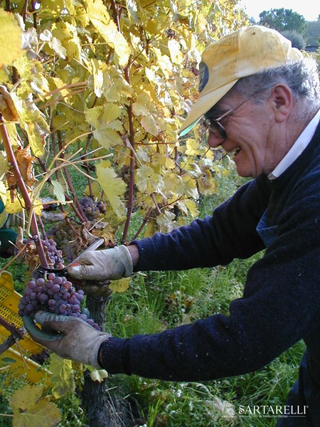 <p>Vinmarkene har gjennomg&aring;ende kalkholdig jordsmonn med varierende mengder sand og sm&aring;stein i miksen. Hele produksjonen er basert p&aring; verdicchio, og vinstokkene er anlagt i bratte terrasseanlagte vinmarker p&aring; 300-350 meter over havet. All nyplanting i egne vinmarker skjer med utgangspunkt i stiklinger fra det beste plantematerialet p&aring; eiendommen. Sartarelli er opptatt av at eiendommens produkter skal fremst&aring; med et mest mulig lokalt preg.</p>
<p>Innh&oslash;stingen skjer alltid for h&aring;nd, og innh&oslash;stingssesongen er lang fra de f&oslash;rste druene h&oslash;stes til den musserende vinen Brut plukkes i slutten av august, til Balciana, enkeltvinmarksvinen som normalt ikke h&oslash;stes f&oslash;r langt ut i november.</p>