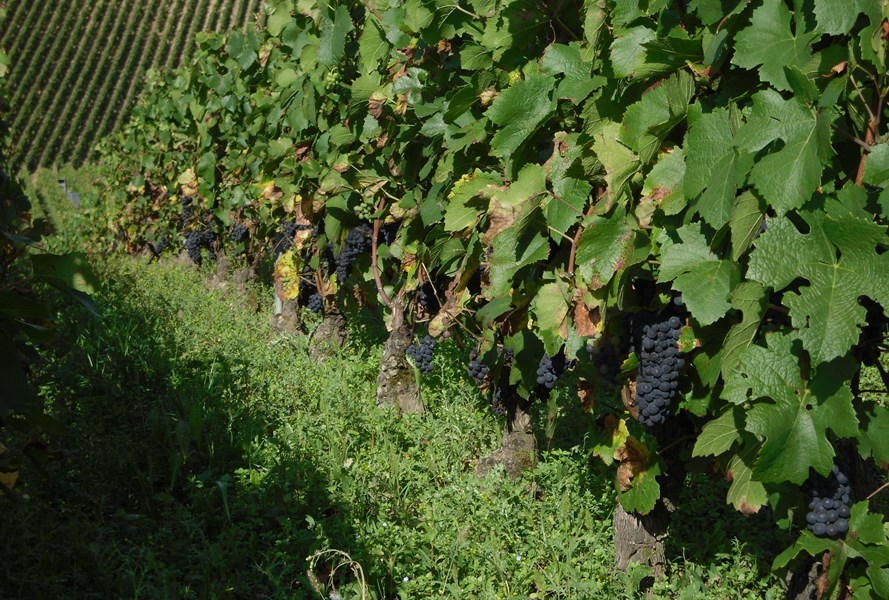 <p>"Jeg har alltid brydd meg om naturen, og jeg studerer omhyggelig mine vinstokkers behov. Jeg overf&oslash;rer energi og velv&aelig;re til dem gjennom biodynamiske behandlinger", sier Vincent. Han mener at uts&oslash;kt vin blir til ute i selve vinmarken, og foretrekker s&aring; lite innblanding i naturen som mulig.</p>
<p>Vincent Couche bruker innovative metoder, tester hele tiden resultatene og deltar aktivt i studier og samarbeid for p&aring; best mulig m&aring;te f&aring; fram kvalitet og potensiale. Han er &eacute;n av fem vinprodusenter i verden som er med p&aring; &aring; teste ut om bruken av proto-musikk kan bidra til friskere og mer motstandsdyktige vinstokker. I dette vitenskapelige eksperimentet plasseres h&oslash;yttalere i vinmarken, og i seks minutter hver morgen sendes spesialdesignet lyd ut.</p>
<p>Demeter- og AB "Agriculture Biologique"- serifisert.</p>