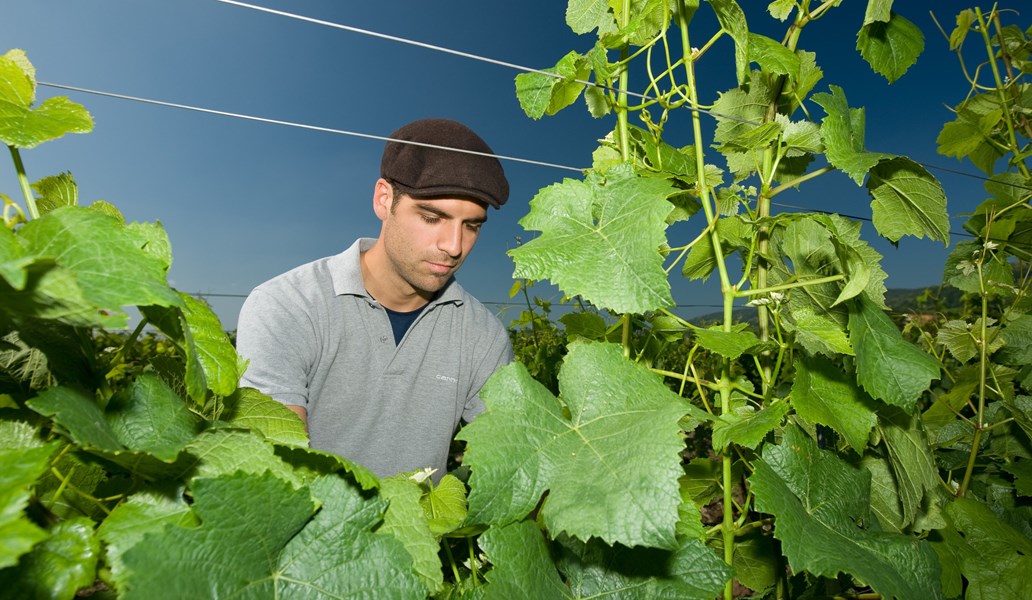 "Toppviner skapes av en rekke optimale småting. Dette er prinsippet for vårt arbeid, og utfra det tar vi en dag av gangen"