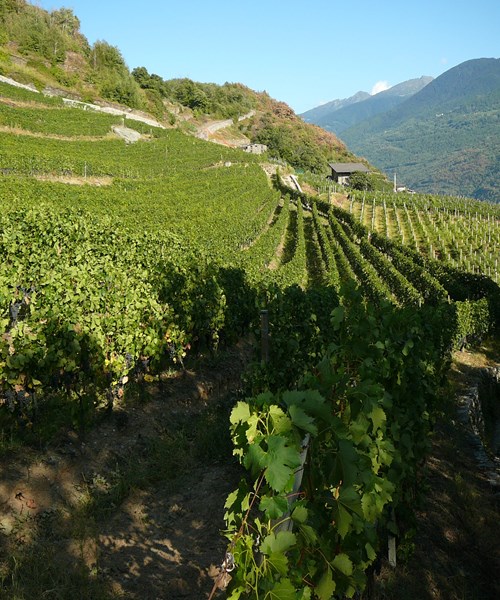 <p>Sandro Fays livsprosjekt startet i 1971 med nyutviklingen av familiens lille ving&aring;rd i hjertet av San Giacomo di Teglio, en landsby i regionen Valtellina. I 1973 ble Societ&agrave; Agricola Fay stiftet, og Sandro startet sakte utvidelsen av vinmarkeneved &aring; inkorporere flere parseller. I 1998 ble Sandros barn Marco og Elena en del av laget, og i dag er det denne trioen som sammen driver den toppmoderne familiebedriften lengst nord i Italia. Societ&agrave; Agricola Fay er i kontinuerlig vekst, og beholdningen dekker i dag 15 hektar.</p>
<p>Marco er utdannet &oslash;nolog fra Istituto Agrario di San Michele all'Adige og Universitetet i Milano. Etter studiene dro han hjem til dalen, og gjennomf&oslash;rte en rekke unders&oslash;kelser i familiens vinmarker. Han bestemte han seg for &aring; dele dem inn i 3 h&oslash;yder.</p>