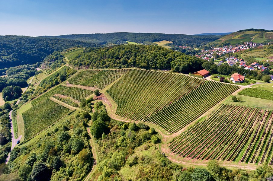 <p>Det interessante med landsbyen Bockenau er i f&oslash;rste rekke vinmarken Felseneck, historien her er en gjentakelse av tilsvarende historier fra andre deler av Nahe. Historisk sett er det bare vinmarken Hermannsh&ouml;hle som kan skilte med en lang og betydningsfull historie i Nahe. For landsbyer som Norheim og Monzingen er det &eacute;n enkelt produsent som har satt vinmarkene p&aring; kartet. I Norheim er det D&ouml;nnhoff, i Monzingen heter produsenten Emrich-Sch&ouml;nleber og i Bockenau er det alts&aring; Sch&auml;fer-Fr&ouml;hlich. Det er denne familiens fortjeneste at Felsenechvinmarken i dag er klassifisert som grosses gew&auml;chs. Vinmarken har en ren sydlig eksponering og ligger i tillegg godt skjermet mot kalde vinder. Felseneck ligger mellom 220-300 over havet og har et fall p&aring; mellom 35-60 %. Jordsmonnet er en miks av devonskifer, bl&aring;skifer, gr&aring; og hvit kvartsitt og andre mineralforekomster.<br /><br />Familien har ogs&aring; vinmarker i landsbyen Schlossb&ouml;ckelheim. 1,5 ha i Schlossb&ouml;ckelheim Felsenberg ble innkj&oslash;pt for kort tid tilbake, likeledes 0,5 ha i den absolutt beste delen av Schlossb&ouml;ckelheim Kupfergrube. Vinmarkene, som grenser mot hverandre, ligger 125-150 meter over havet og er begge sv&aelig;rt bratte, soleksponeringen er perfekt med en ren sydlig lokalisering. De bratteste hengene er hele 45-55 %. Grunnfjellet er vulkansk av opprinnelse med en h&oslash;y andel av stein og grus i de &oslash;vre lagene, som har en brungr&aring; farge og derfor lett varmes opp / holder p&aring; varmen etter at solen har g&aring;tt ned og landskapet nedkj&oslash;les. Den forholdsvis m&oslash;rke fargen p&aring; jordsmonnet f&oslash;rer ogs&aring; til at vinmarkene ikke reflekterer lyset, noe som ogs&aring; medvirker til at sn&oslash;en forsvinner tidligere p&aring; v&aring;ren og de plantefysiologiske prosessene kommer tidlig i gang.<br /><br />Sch&auml;fer-Fr&ouml;hlich har ogs&aring; vinmarker i landsbyen Monzingen, her disponeres vinmarker i grosses gew&auml;chsene Halenberg og Fr&uuml;hlingspl&auml;tzchen. Halenberg er en vinmark med ekstreme egenskaper. Den er en mindre og mer homogen vinmark enn Fr&uuml;hlingspl&auml;tzchen. Halenberg er bratt, varm og ligger godt beskyttet mot kj&oslash;lige vinder. Jordsmonnet er sv&aelig;rt utvasket, det er omtrent bare stein og grus igjen, ingen l&oslash;ss og humus. Jordsmonnet domineres av kvarts og bl&aring; devonskifer. P&aring; grunn av varmen og generelt sv&aelig;rt lav vannmagasinerende evne, er t&oslash;rke et vanlig fenomen i Halenberg. Vinmarken produserer sm&aring; og konsentrerte druer, som kan henge lenge f&oslash;r de eventuelt blir p&aring;virket av edelr&aring;te. Resultatet er klokkerene, syrlige og mineralske viner, som trenger lang tid p&aring; &aring; &aring;pne seg og modne. Sent innh&oslash;stede druer gir viner med en klarhet og presisjon i frukten som f&aring; andre vinmarker i Tyskland kan matche.<br /><br />Fr&uuml;lingspl&auml;tzchen er en vesentlig st&oslash;rre vinmark enn Halenberg med ganske betydelig topografisk og geologisk variasjon. De beste og bratteste delene befinner seg n&aelig;rmest landsbyen Monzingen, og ogs&aring; n&aelig;re elven Nahe. Jordsmonnet her er sediment&aelig;rt med grus og skifer, finkornet skifersand iblandet jern og mineralholdig l&oslash;ss. Fr&uuml;hlingspl&auml;tzchen er et jordsmonn med god dybde og derfor vannmagasinerende evne, vinmarken har derfor f&aring; problemer med t&oslash;rke om sommeren.</p>