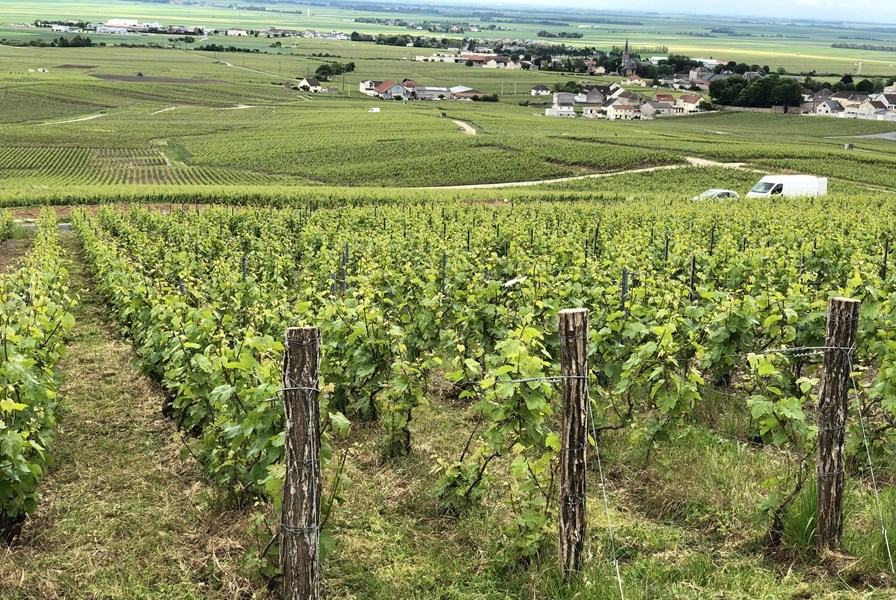 <p>Chartogne-familien kom til Merfy i 1870, og i 1920 giftet Marie Chartogne seg med &Eacute;tienne Taillet og skapte eiendommen Chartogne-Taillet. Philippe og &Eacute;lisabeth Chartogne overtok domainet i 1978, f&oslash;r Alexandre fikk ansvaret i 2006. Taillet-familien har f&oslash;rt dagbok om druedyrkning og vinmaking siden 1700-tallet, og denne tradisjonen videref&oslash;res fremdeles den dag i dag med detaljer om &aring;rganger, v&aelig;rforhold, utbytter og andre vitikulturdata.</p>