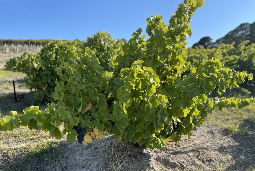 Australsk grenache har tradisjonelt blitt dyrket og vinifisert til sterkvin, men Willunga 100 ønsker i stedet å vise frem grenache-aromaene ved å lage saftige, friske og tilgjengelige viner. Navnet kommer fra det historiske australske kravet om at et område måtte ha minst 100 boliger for å bli fremhevet på et kart, også kjent som en "hundred". Willunga 100s vinmarker ligger på grensen til "The Hundred of Willunga" i McLaren Vale.