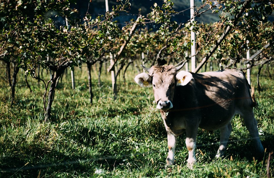 Alois Lageder har gjennom over 150 år med vinproduksjon alltid vært fokusert på å levere vin av høyeste kvalitet. Vinhuset fokuserer på bærekraftighet, og mye av produksjonen gjøres i dag etter biodynamiske prinsipper.