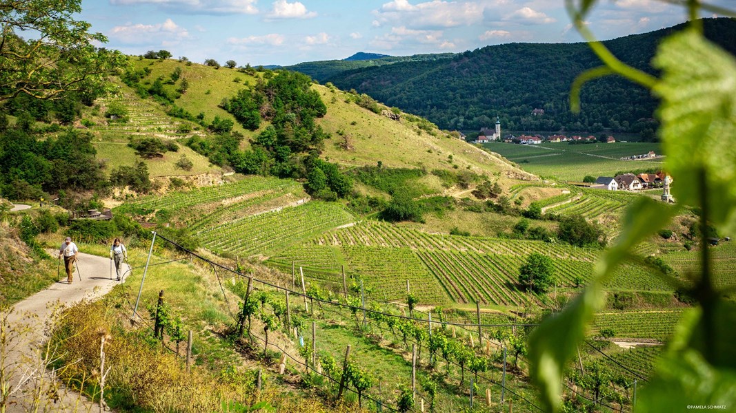 Gården befinner seg i Unterloiben, like ved Dürnstein, og kan dateres helt tilbake til år 1002. Den opprinnelige bygningen ble etablert av Benediktinerordenen ved klosteret Tegernsee i 1176, og her laget munkene vin i mange århundrer før klosteret på begynnelsen av 1800-tallet ble ervervet av det østerrikske imperiet og senere gikk over i privat eie.<br></br>Franz Mittelbach og hans kone Mathilde er femte generasjon eiere av Tegernseerhof, som har blitt drevet som en familiebedrift siden 1970-tallet. I dag er det deres sønn, Martin Mittelbach, som bærer familiearven videre.