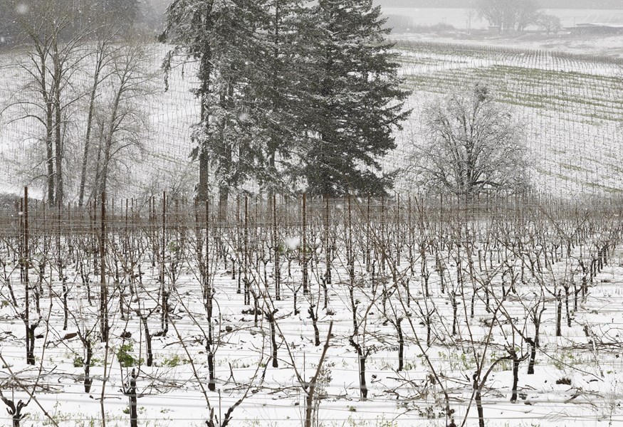 <p>Den imponerende trioen bak Lingua Franca vervet Lafon's protesj&eacute; Thomas Savre til rollen som vinmaker. Thomas tok med seg sin erfaring fra flere burgundiske storheter og tiden sin hos Lingua Franca&rsquo;s nabo Evening Lands hvor han kunne l&aelig;re av Dominique inn i prosjektet.</p>
<p>Tiln&aelig;rmingen til vinmakingen er ikke mindre n&oslash;ye enn omsorgen for vinplantene. Druene sorteres f&oslash;rst i vinmarken f&oslash;r en annengangssortering gj&oslash;res for h&aring;nd i vineriet. Det legges stor vekt p&aring; at druene holdes perfekte og kun hele druer brukes i vinmakingen. Avhengig av &aring;rgang kan det brukes en andel hele klaser Pinot Noir for &aring; &oslash;ke kompleksiteten i vinen.</p>
<p>Pig&eacute;age utf&oslash;res til fots her, en praksis som ikke sees s&aring; ofte hos andre vinprodusenter n&aring; til dags. Thomas er overbevist om at denne mer intuitive tiln&aelig;rmingen gir et bedre resultat enn det mekaniserte alternativet.</p>
<p>Vinene fra Lingua France er klassiske Oregon viner som alltid er elegante og fulle av ren, frisk frukt kombinert med kryddetoner og jordsmonn som gir dem en sann gjengivelse av stedet de er dyrket.</p>