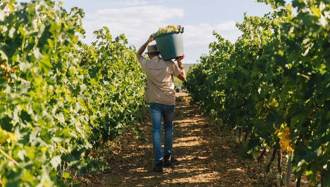 Mandrarossa-vinene kommer fra et utvalg av de beste områdene fra Cantine Settesolis 6 000 hektar med vinmark, som ligger i det sørvestlige Sicilia og er beplantet med 32 forskjellige druesorter. Vinmarkene er delt mellom de 2 000 medlemmene av kooperativet og dekker området rundt Selinunte, de fortryllende vakre ruinene av en gresk by grunnlagt for 2 600 år siden.
