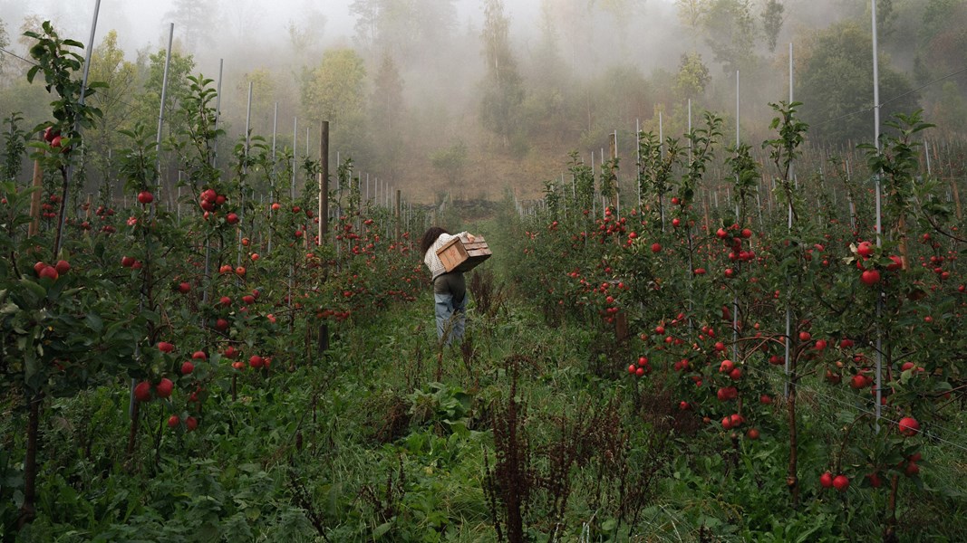 <p>Sidertradisjonen i Hardanger er sterk og har r&oslash;tter langt tilbake i tiden og har lenge v&aelig;rt en viktig del av identiteten og tradisjonen i distriktet. Fram til relativt nylig forble siderproduksjonen en lokal aff&aelig;re, uten &laquo;eksport&raquo; ut av regionen. Utviklingen av moderne siderkultur i Hardanger er dypt forankret i denne historien, og det var nettopp denne kulturelle arven som initierte den moderne siderproduksjonen p&aring; &Aring;kre. I 2016 ble det lovlig &aring; selge sider direkte fra g&aring;rdsbruk, noe som ga ytterligere driv til utviklingen. G&aring;rden p&aring; &Aring;kre har v&aelig;rt i familien i ti generasjoner og det var der hele eventyret startet. Gjennom 80- og 90-tallet var svinehold hovedn&aelig;ringen p&aring; g&aring;rden, med fruktproduksjon som et viktig tillegg. P&aring; 2000-tallet ble svineholdet faset ut, og fokuset skiftet til frukt for ferskkonsum. Rundt 2010 startet den f&oslash;rste forsiktige produksjonen av eplemost. En enkel eplepresse ble bygget, og sm&aring;skalaproduksjoner av eplemost ble laget fra eplene p&aring; g&aring;rden. I 2021 overtok Arita og Gjermund g&aring;rden p&aring; M&aring;ge fra slektninger. Her var det allerede en etablert fruktproduksjon, og de begynte straks &aring; dyrke opp store, ledige arealer med mer frukt. I 2022 ble det plantet hele 7 000 nye epletr&aelig;r p&aring; g&aring;rden.</p>