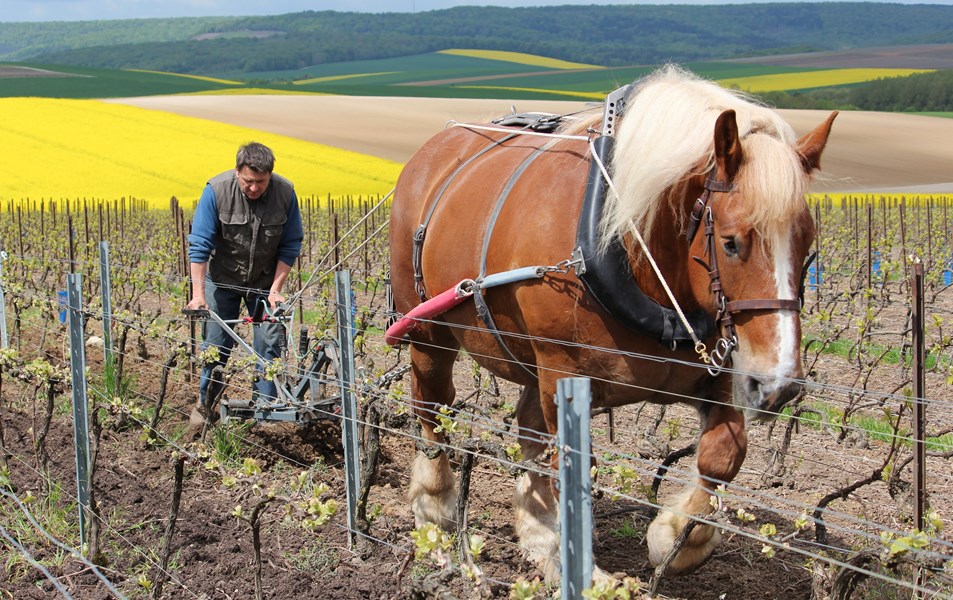 <p>Beno&icirc;t Lahaye eier beskjedne 5 hektar vinmark. 3 hektar ligger i Bouzy, med andeler i parseller som "Le Jardin de la Grosse Pierre", "Les Juliennes", "Les Monts de Tauxi&egrave;res" og "Haut des Argenti&egrave;res". De resterende vinmarkene ligger i Ambonnay og Tauxi&egrave;res, som p&aring; hver sin side av Bouzy typisk gir viner med noe mer friskhet sammenlignet med den solrike karakteren man finner i Bouzy, men dette avhenger ogs&aring; litt av jordsmonn og spesielt mengden leire i de ulike parsellene. I tillegg eier Lahaye en liten andel i vinmarken "Le Mont Ferr&eacute;" i C&ocirc;te des Blancs-kommunen Voipreux, som benyttes til deres Blanc de Blancs.</p>