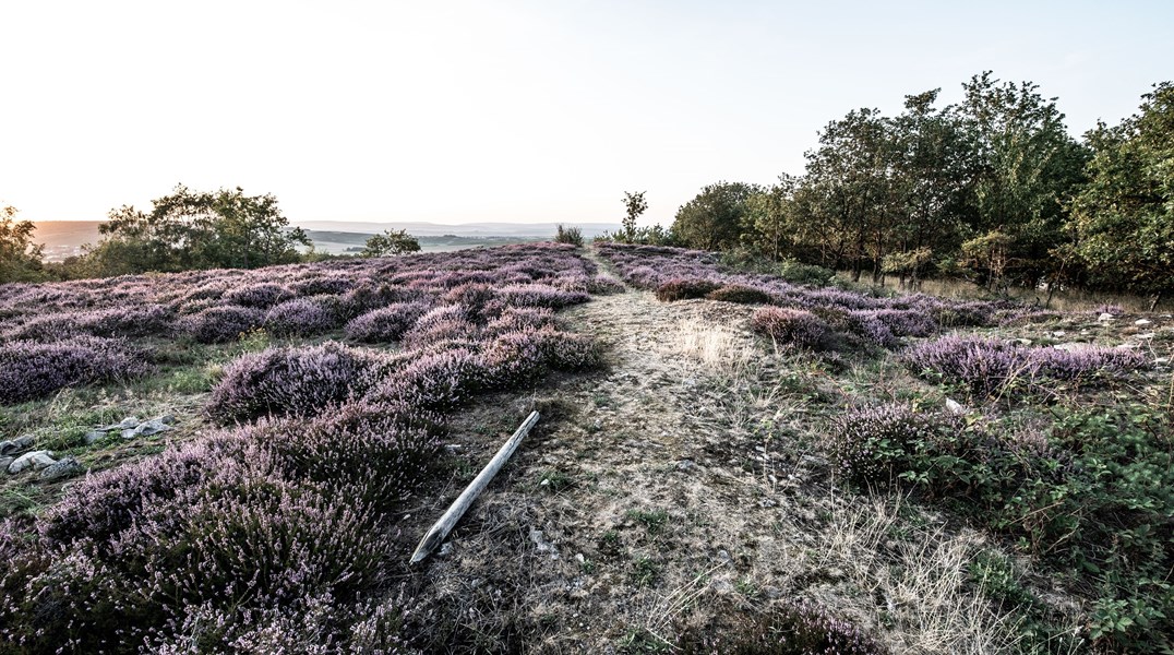 <p>Daniel Wagner har oppgradert de gamle toppvinmarkene H&ouml;llberg og Heerkretz, og har utelukkende konsentrert seg om &aring; produsere vin av topp kvalitet fra klassiske druesorter: Riesling, Silvaner og Pinot Blanc. Vinmarkene forvaltes &oslash;kologisk, uten bruk av konvensjonell gj&oslash;dsling eller plantevernmidler. P&aring; eiendommen legges det vekt p&aring; at god vin skapes i vinmarken. Det er stort fokus p&aring; &aring; holde avlingene nede, og manuell beskj&aelig;ring, balansert l&oslash;vvekst og selektiv h&aring;ndplukking om h&oslash;sten bidrar i s&aring; m&aring;te. Det er en arbeidskrevende m&aring;te &aring; drive vinmarkene p&aring;, men resultatene viser seg i kvaliteten p&aring; vinene. Dette er jevnt over ikke bare gode viner, men eksepsjonelt gode viner.</p>
<p>Vinstilen preges av eleganse, renhet og friskhet p&aring; den ene siden - kompleksitet, konsentrasjon og mineralitet p&aring; den andre siden. Wagner-Stempel ble tatt inn i varmen i VDP i 2004, og med klassifikasjonen fire drueklaser i Gault Millau viser det at kvaliteten n&aring; er h&oslash;yere enn noen sinne.</p>