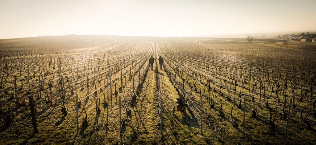 <p>Familien eier totalt 8 hektar i Bouzy, deriblant parsellene &laquo;Les Hauts Vaudayants&raquo;, &laquo;Les Doyennes&raquo;, &laquo;Le Poteau&raquo;, &laquo;Le Mont des Tours&raquo;, &laquo;Les Cercets&raquo; og &laquo;Les Chantereine&raquo; &ndash; vinmarker som for flere av landsbyens vinmakere representerer essensen av Bouzy pinot noir. I tillegg har de 1,5 hektar i Chigny-l&egrave;s-Roses i Montagne de Reims og og 2,5 hektar i Loches-sur-Ource i Aube. Alle parseller i familiens eie replantes med et <em>s&eacute;lection massale</em>-program fra egne parseller. Det brukes ikke lenger maskiner i vinmarkene til Brice, og de har v&aelig;rt dyrket etter &oslash;kologiske prinsipper siden 2015.&nbsp;Annenhver rad pl&oslash;yes for &aring; ventilere jorden.</p>