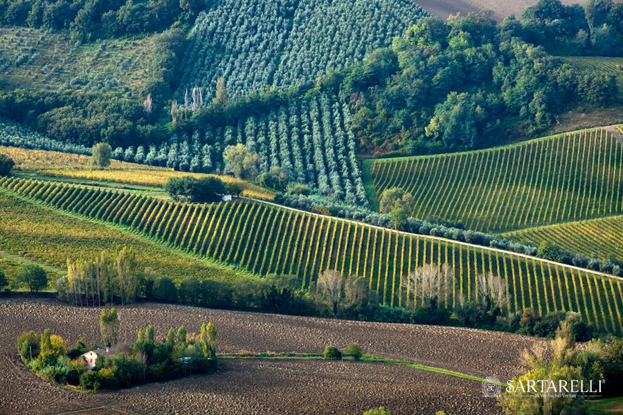 <p>Sartarelli holder til i den lille landsbyen Poggio San Marcello i provinsen Ancona, Marche, hvor de produserer vin og olivenolje fra en 55 hektar stor eiendom. Vinene produseres av Donnatella Sartarelli og mannen Patrizio Chiacchiarini, mens barna Caterina og Tommaso gradvis f&aring;r mer og mer ansvar. Tommaso er n&aring; sjefsvinmaker, mens Caterina tar seg av all eksportvirksomhet. Eiendommen ligger i kjerneomr&aring;det av DOC Verdicchio dei Castelli di Jesi og de fokuserer kun p&aring; &eacute;n druetype, verdicchio, noe som er sjeldent i italiensk sammenheng.&nbsp;</p>
<p>Respekt og omsorg for druene og livet rundt dem st&aring;r alltid h&oslash;yest n&aring;r Sartarelli ser til vinmarkene. Siden 2013 har de jobbet mot stadig mindre bruk av kobber og svovel i jorda og p&aring; plantene. De har kuttet kunstige insekts- og plantevernmidler, og bruker i stedet ulike ekstrakter av planter, alger og urter som setter i gang immunforsvaret hos planten og gj&oslash;r dem mer robuste.&nbsp;</p>
<p>Sartarelli er ikke sertifisert &oslash;kologisk, men driver etter &oslash;kologiske prinsipper (med betydelig lavere bruk av kobber enn kravet for &oslash;kologisk landbuk). De er veldig bevisste p&aring; karbonavtrykket de som vinprodusent setter, og har sin egen b&aelig;rekraftige sertifisering Sartarelli.ZERO som er offentlig godkjent og revideres av landbruksorganet&nbsp;<a href="https://www.rina.org/it/organic-certification">RINA AGROQ</a>.</p>