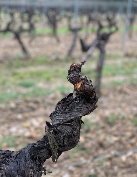 <p>Ch&acirc;teau Miraval ligger idyllisk til som en egen oase i en dal i Correns i hjertet av Provence. Det vakre vinslottet som opprinnelig var et kloster er omkranset av en over 400 hektar stor eiendom med vinstokker, oliventr&aelig;r, lavendel og skog i h&oslash;ydedrag og &aring;ssider s&aring; langt &oslash;yet kan se. Ikke bare er hele eiendommen &oslash;kologisk sertifisert - Correns er faktisk Frankrikes f&oslash;rste &oslash;kolandsby, hvor absolutt alt som dyrkes er 100 prosent &oslash;kologisk.</p>
<p>Miraval har sittet og sitter i f&oslash;rersetet for h&oslash;ykvalitets ros&eacute;vin fra Provence. Der et "hav" av temmelig like og kanskje litt kjedelige Provence-ros&eacute;er oversv&oslash;mmer verden, lener Miraval seg st&oslash;tt p&aring; mineralitet, tekstur, dybde og friskhet, kombinert med en vibrerende, delikat og naturlig fruktighet.</p>
<p>Dette skyldes eiendommens unike vekstvilk&aring;r og ikke minst Brad Pitts og Famille Perrins evne til &aring; utnytte disse. De to familiene har en felles, sterk dragning mot stadig &aring; bli bedre, hele tiden jage mot det ypperste av kvalitet, alltid strekke seg litt lenger, hele tiden se etter nye mulighet og l&oslash;sninger. Bruken av betong, de nitidige studiene av jordsmonnet, bruken av druetypen Rolle i Studio by Miraval er alle stjerneeksempler p&aring; dette.</p>
<p>Det at de ble med oss p&aring; &aring; lage verdens f&oslash;rste premium ros&eacute;vin p&aring; Bag-in-Box viser at de t&oslash;r &aring; g&aring; nye veier og f&oslash;lge Miraval-tradisjonen med &aring; &aring;pne nye vinkategorier. Navnet Studio by Miraval som henviser til musikkstudioet Jacques Loussier etablerte p&aring; eiendommen (se historikk-avsnittet), viser ogs&aring; evnene til &aring; integrere historien i fremtiden.</p>