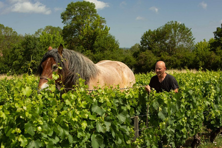 <p>Fokuset ligger p&aring; sunne vinmarker med et naturlig sterkt &oslash;kosystem og lave avlinger. Det jobbes med hest og spesielle lette traktorer med brede dekk for minst mulig kompresjon av jorden. Det anvendes kompost og det plantes <em>cover crops</em> mellom radene.</p>