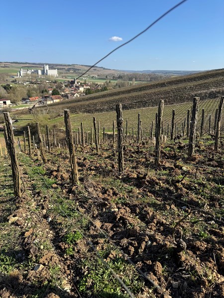 <p>Paul-Bastien er et godt eksempel p&aring; unge mennesker som tar opp jobben med &aring; sette disse relativt ukjente landsbyene p&aring; champagnekartet, med stedegne viner som har sitt utgangspunkt i dedikert vinmarksarbeid og h&oslash;y fruktkvalitet. Hans vinmarker kultiveres etter &oslash;kologiske prinsipp, med sertifisering fra 2021, noe som inneb&aelig;rer at det ikke benyttes noen kjemiske virkemidler. Paul-Bastien lager sin egen kompost og har sauer og gris i vinmarkene for &aring; kontrollere veksten mellom radene og tilf&oslash;re naturlig fertilisering. Vinmarksarbeidet blir gjort med en liten traktor for &aring; redusere kompakteringen av jorden, og ellers pl&oslash;yes det mellom radene for &aring; tvinge r&oslash;ttene dypt ned i kimmeridge-kalken som preger vinmarkenes jordsmonn. Paul-Bastien eksperimenter ogs&aring; med &aring; heve fruktsonen p&aring; plantene og &aring; la v&aelig;re &aring; beskj&aelig;re de apikale skuddene om sommeren, noe som man oftest h&oslash;rer om hos innovative vitikulturister som Olivier Lamy og Thomas Bouley i Burgund.</p>