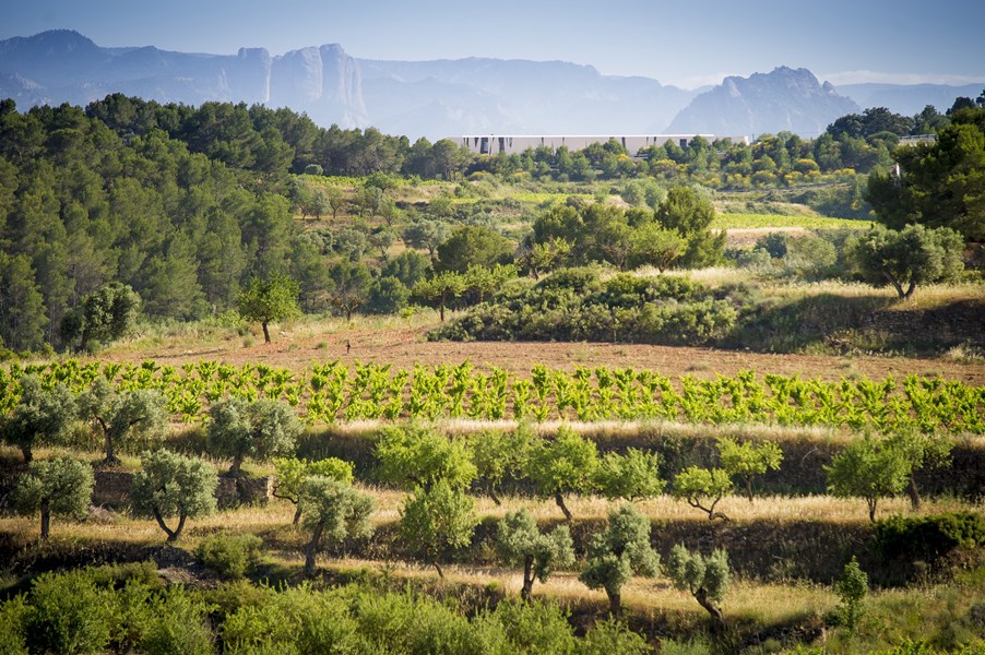 <p>Her&egrave;ncia Alt&eacute;s &oslash;nsker &aring; lage viner av topp kvalitet og med respekt for naturen og omgivelsene. Vinene gjenspeiler det vakre omr&aring;det de kommer fra - jordsmonnet, solretningen og v&aelig;rforholdene i hver eneste parsell. Her&egrave;ncia Alt&eacute;s stiller gjerne sp&oslash;rsm&aring;l ved etablerte "sannheter" i vitikultur og vinifikasjon for &aring; ta vinene til nye h&oslash;yder. Samtlige vinmarker er n&aring; &oslash;kogisk dyrket og de ble sertifisert &oslash;kologisk fra og med 2018-&aring;rgangen.</p>