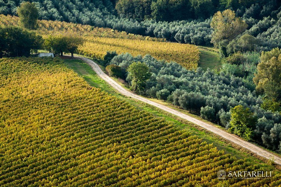 <p>Sartarelli holder til i den lille landsbyen Poggio San Marcello i provinsen Ancona, Marche, hvor de produserer vin og olivenolje fra en 55 hektar stor eiendom. Vinene produseres av Donnatella Sartarelli og mannen Patrizio Chiacchiarini, mens barna Caterina og Tommaso gradvis f&aring;r mer og mer ansvar. Tommaso er n&aring; sjefsvinmaker, mens Caterina tar seg av all eksportvirksomhet. Eiendommen ligger i kjerneomr&aring;det av DOC Verdicchio dei Castelli di Jesi og de fokuserer kun p&aring; &eacute;n druetype, verdicchio, noe som er sjeldent i italiensk sammenheng.&nbsp;</p>
<p>Respekt og omsorg for druene og livet rundt dem st&aring;r alltid h&oslash;yest n&aring;r Sartarelli ser til vinmarkene. Siden 2013 har de jobbet mot stadig mindre bruk av kobber og svovel i jorda og p&aring; plantene. De har kuttet kunstige insekts- og plantevernmidler, og bruker i stedet ulike ekstrakter av planter, alger og urter som setter i gang immunforsvaret hos planten og gj&oslash;r dem mer robuste.&nbsp;</p>
<p>Sartarelli er ikke sertifisert &oslash;kologisk, men driver etter &oslash;kologiske prinsipper (med betydelig lavere bruk av kobber enn kravet for &oslash;kologisk landbuk). De er veldig bevisste p&aring; karbonavtrykket de som vinprodusent setter, og har sin egen b&aelig;rekraftige sertifisering Sartarelli.ZERO som er offentlig godkjent og revideres av landbruksorganet&nbsp;<a href="https://www.rina.org/it/organic-certification">RINA AGROQ</a>.</p>