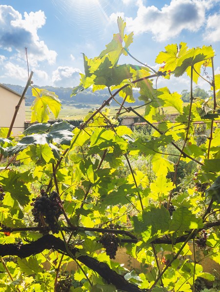 <p>Familien har v&aelig;rt involvert i vinproduksjon siden 1808 og har produsert egen vin siden 1955. I dag drives eiendommen av den femte generasjonen, Isabelle og Benoist Perseval, sammen med deres s&oslash;nn Henry, som etter &aring; ha studert i Alsace begynte ved eiendommen i 2016.&nbsp;</p>