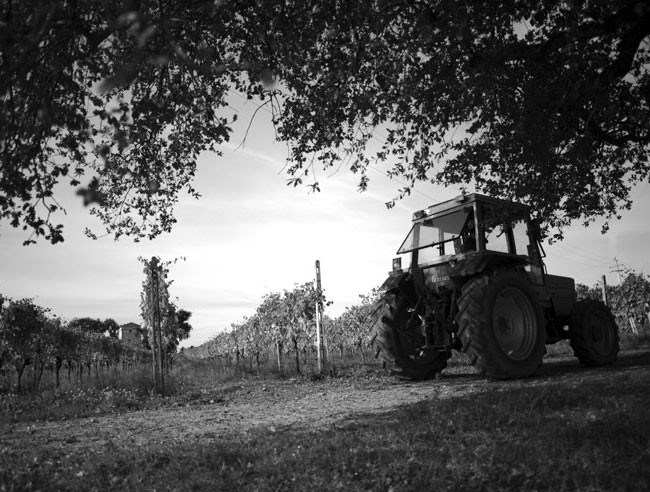 <p>Havet utgj&oslash;r en viktig faktor for vekstmilj&oslash;et til druene og bidrar til stabile v&aelig;rforhold. De b&oslash;lgende kalkstein&aring;sene gir perfekte forhold for druene.</p>
<p>Siden 1994 har vinmarkene hos Saladini Pilastri v&aelig;rt &oslash;kologisk dyrket og all bruk av kunstgj&oslash;dsel og kunstig fremstilte plantevernmidler har siden gang v&aelig;rt forbudt. Arbeidet med &aring; f&aring; sunne og stabile vinmarker gj&oslash;res holistisk og systematisk. Stort biomangfold og en mikrobiologisk balanse i vinmarkene er n&oslash;kkelen. Samtlige av Saladini Pilastris vinmarker er i dag &oslash;kologisk sertifiserte.</p>
<p>Druematerialet som ligger til grunn for Saladini Pilastris ulike rosso picenoer er en miks av sangiovese og montepulciano, i tillegg til druene pecorino og passerina for hvitvinene. Jordsmonnet er i all hovedsak kalkstein.</p>