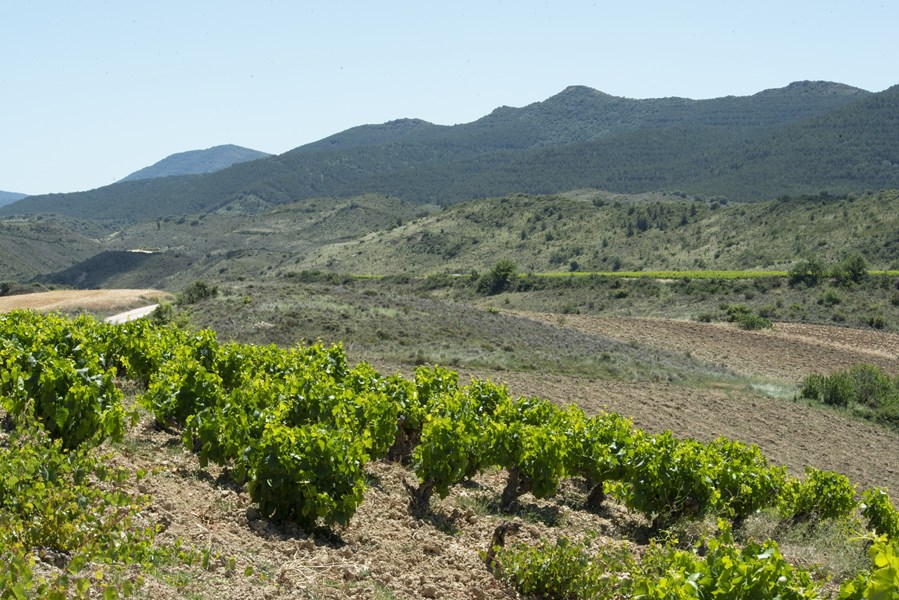 <p>Vi&ntilde;a Zorzal drives av de br&oslash;drene Sanz - I&ntilde;aki, Xabier og Mikel. De lager stedegne viner basert p&aring; garnacha fra gamle vinstokker i Navarra, n&aelig;rmere bestemt i Ribera Baja-sonen s&oslash;r for Rioja Alavesa. Vinmarkene dyrkes etter &oslash;kologiske prinsipper uten spr&oslash;ytemidler og vinene lages sv&aelig;rt sk&aring;nsomt s&aring; terroir og druetype skinner igjennom.</p>