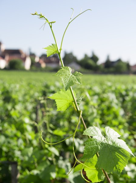 Etter å ha overtatt familiens domaine på 2000-tallet, la han produksjonen om til økologisk og senere biodynamisk drift. Ti år senere ønsket han å utvide horisonten her uten å gå på akkord med prinsippene som hadde definert suksessen i Morey-Saint-Denis. Négociant-prosjektet ble svaret – en mulighet til å arbeide med druer fra flere appellasjoner, og vise hvordan det samme håndverket kunne gi nye uttrykk fra andre jordsmonn.