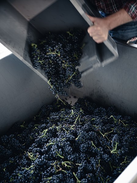 Etter å ha overtatt familiens domaine på 2000-tallet, la han produksjonen om til økologisk og senere biodynamisk drift. Ti år senere ønsket han å utvide horisonten her uten å gå på akkord med prinsippene som hadde definert suksessen i Morey-Saint-Denis. Négociant-prosjektet ble svaret – en mulighet til å arbeide med druer fra flere appellasjoner, og vise hvordan det samme håndverket kunne gi nye uttrykk fra andre jordsmonn.