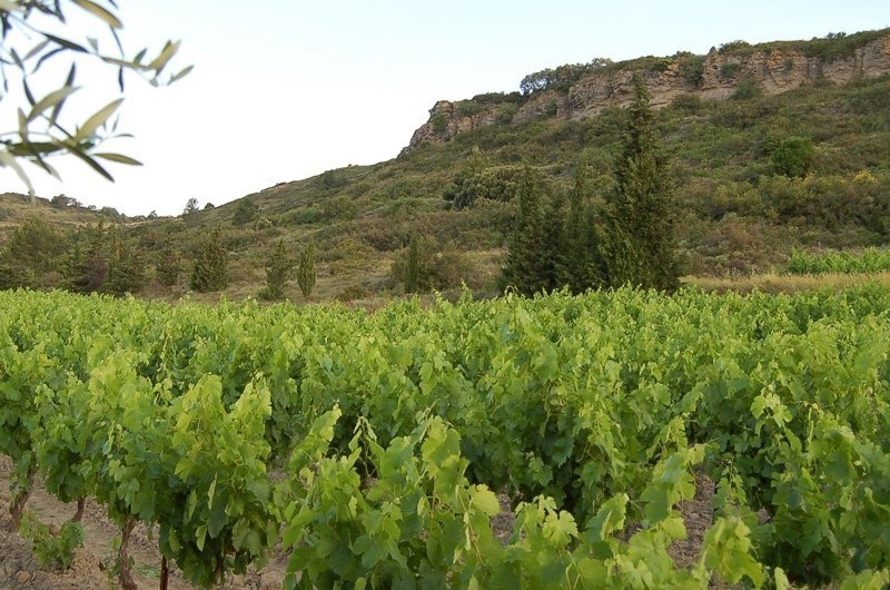 Chasselay er et av de eldste vinhusene i Beaujolais, og familien har dyrket druer her helt siden 1464! 