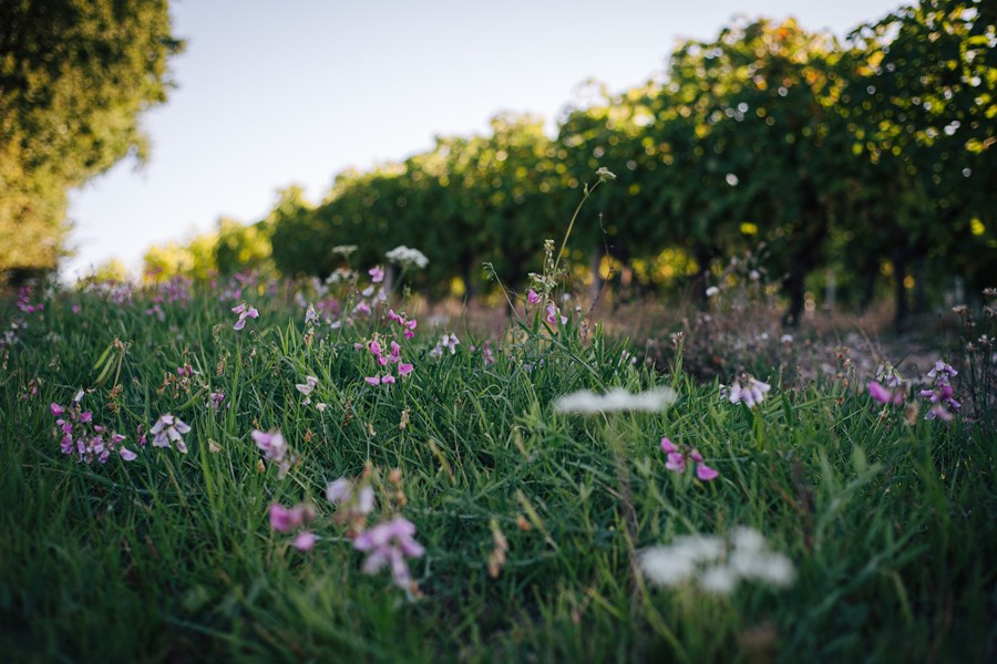 <p>Druene til Delamains cognacer er utelukkende fra Grande Champagne. I underkant av 20 prosent av all cognac stammer herfra, den beste underregionen i Cognac med den h&oslash;yeste kalkandelen i jordsmonnet. Segonzac er sentrum i regionen, og byen Cognac ligger 20 minutter i nordvest, mens Jarnac der Delamain holder til, er cirka 10 min med bil nord for Segonzac. Karakteristisk for cognacene fra Grand Champagne er deres florale, delikate og transparente kvaliteter. De er lette og elegante samtidig som de er intense og karaktersterke. De egner seg ypperlig for lagring.</p>