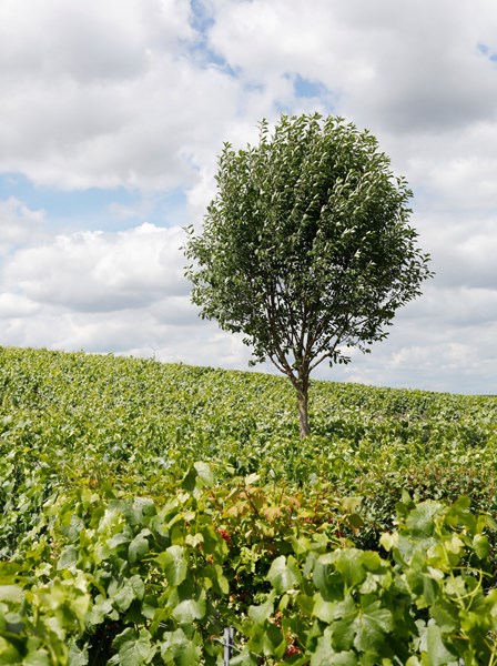 <p>Druene h&oslash;stes ved en potensiell alkohol p&aring; rundt 11-11,5 prosent; nok til &aring; gi god fruktkonsentrasjon, men ikke for mye til &aring; miste friskhet og presisjon. I kjelleren arbeides det med pneumatisk pressing, og mosten gjennomg&aring;r en uvanlig kort bunnfallssedimentering f&oslash;r vinifikasjonen starter, noe som gir en fermentering med h&oslash;yt innhold av solide partikler og som gir relativt reduktive baseviner. Til fermenteringen benyttes <em>pied de cuve</em>, hvilket inneb&aelig;rer at det lages en startkultur av gj&aelig;r fra drueklaser som h&oslash;stes noen dager f&oslash;r selve innh&oslash;stingen. S&eacute;bastien bruker druer fra alle vinmarkene for &aring; f&aring; st&oslash;rst mulig mangfold av gj&aelig;rstammer. Druene knuses og begynner en spontanfermentering, som s&aring; tilsettes i resten av mosten. Dette er da en kontrollert m&aring;te &aring; jobbe med villgj&aelig;r p&aring;. Fermenteringen og lagringen foreg&aring;r p&aring; 5-15 &aring;r gamle eikefat fra Cadus og den malolaktiske gj&aelig;ringen fullf&oslash;res. Vinene er ikke filtrert og det jobbes med lav tilsetning av sulfitt, avhengig av cuv&eacute;e og &aring;rgang. Hvert enkelt av de 300 eikefatene i kjelleren smakes jevnlig. Dersom et fat utvikler seg oksidativt r&oslash;res bunnfallet om for &aring; dytte det i en mer reduktiv fase, og dersom dette ikke er nok tilsettes sm&aring; mengder sulfitt. Alle vinene ender opp med under 15 mg/L sulfitt. Andregangsgj&aelig;ringen finner sted med litt mindre sukker enn normalt, som gir viner med 5 bars trykk. Det tilsettes lite eller ingen <em>dosage</em>.</p>