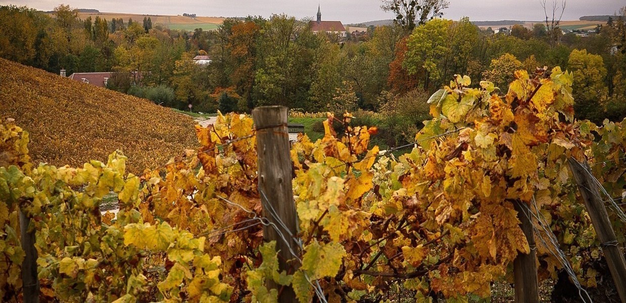 <p>Druene h&oslash;stes for h&aring;nd og fermenteres p&aring; tank, og vinen blir s&aring; overf&oslash;rt til eikefat sammen med bunnfallet for videre lagring i et &aring;rs tid. Halvparten av fatene er s&aring;kalte feuillettes, Chablis sine karakteristiske 132-liters eikefat, som Dauvissat er en av de siste produsentene som fortsatt benytter. Bemerk imidlertid at det gj&oslash;res to tappinger ved domainet, den siste regnes tradisjonelt som den dypeste og beste. Det er 6 m&aring;neder mellom tappingene; den f&oslash;rste gj&oslash;res i september, den siste i mars. All vin som kommer til Norge, tilh&oslash;rer siste tapping.&nbsp;</p>