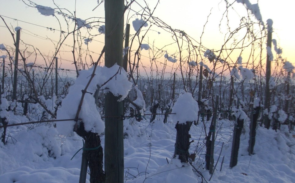 Poggiotondo ligger på vestsiden i Chianti, mellom Vinci og Cerreto Guidi. Jordsmonnet består av en blanding av kalk og marine sedimenter, som bidrar til eleganse og kompleksitet i de vinene. I dag består eiendommen av 50 hektar vinmark med sangiovese, merlot, syrah, canaiolo, trebbiano og malvasia som det produseres Chianti DOCG og IGT-viner fra. Vinmarkene befinner seg omtrent 100 meter over havet, og har høy plantetetthet (6250 vinstokker per hektar).