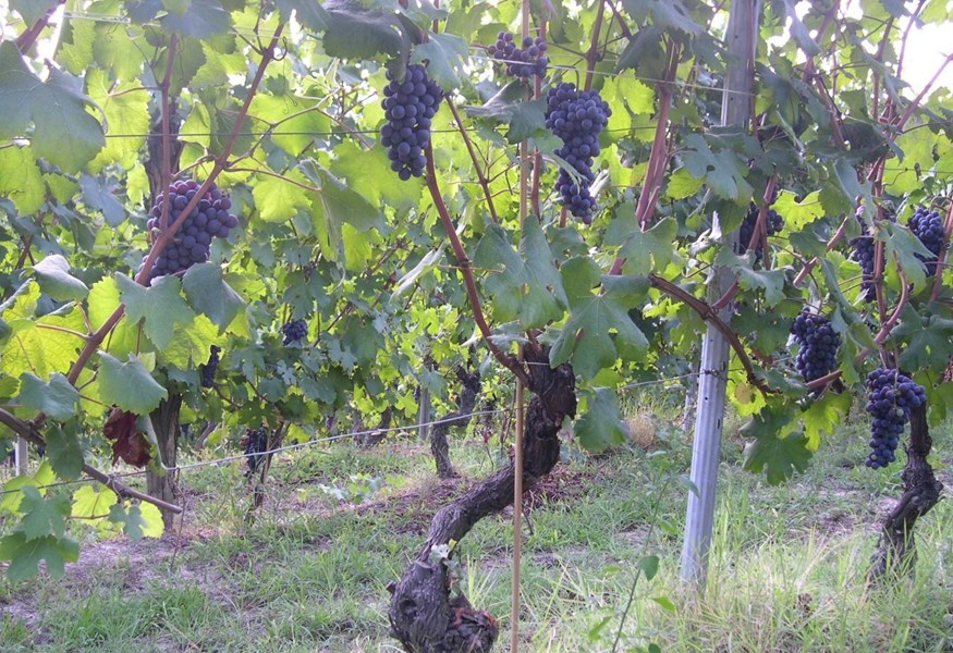 <p>Azienda Agricola Cigliuti man&oslash;vrerer virtuost og uten anstrengelser mellom tradisjonell og moderne vinifikasjon. Alle viner spontanfermenteres ved hjelp av villgj&aelig;r. Barbaresco Serraboella gj&aelig;res p&aring; grunnlag av 100 % avstilkede druer i temperaturkontrollerte st&aring;ltanker ved ca. 28 grader. Maserasjonstiden er 12-14 dager. Videre lagring finner sted p&aring; store og sm&aring; eikefat (h&oslash;yst 40 %, 1-3 &aring;r gamle etter en vurdering av &aring;rgangens karakter) i ca. 17-18 mnd. Vinen blir deretter lagret ytterligere p&aring; flaske i ca 7 mnd f&oslash;r salg.</p>