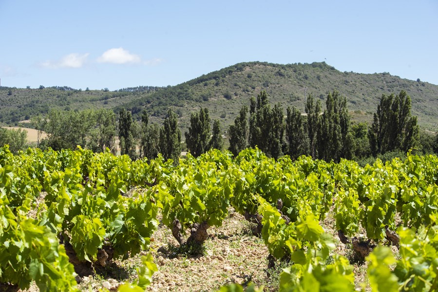 <p>Vi&ntilde;a Zorzal drives av de br&oslash;drene Sanz - I&ntilde;aki, Xabier og Mikel. De lager stedegne viner basert p&aring; garnacha fra gamle vinstokker i Navarra, n&aelig;rmere bestemt i Ribera Baja-sonen s&oslash;r for Rioja Alavesa. Vinmarkene dyrkes etter &oslash;kologiske prinsipper uten spr&oslash;ytemidler og vinene lages sv&aelig;rt sk&aring;nsomt s&aring; terroir og druetype skinner igjennom.</p>